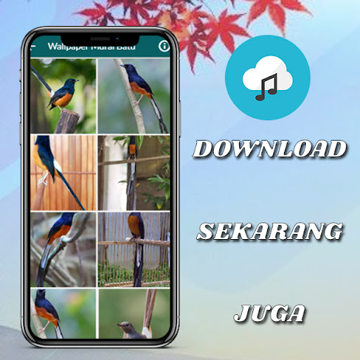 Masteran Murai Batu MP3