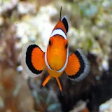 Nemo's World icon