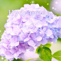 Hydrangea Theme +HOME