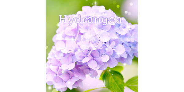 あじさいの花 Homeテーマ Google Play のアプリ