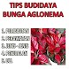 Tips Budidaya Bunga Aglonema