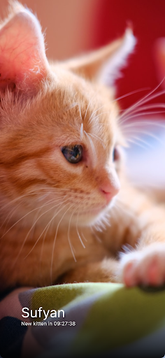 Everyday Kitten Screen 3