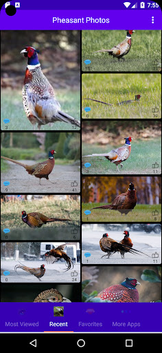 Android application Pheasant Photos screenshort