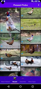 Pheasant Photos