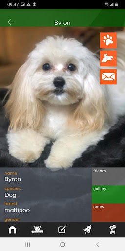 Bauwow The Pet Social Network Screen 2