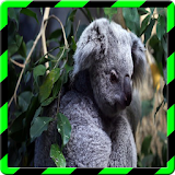 Koala Wallpapers HD icon