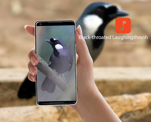 Android application Black-throated Laughingthrush screenshort