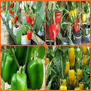 paprika cultivation