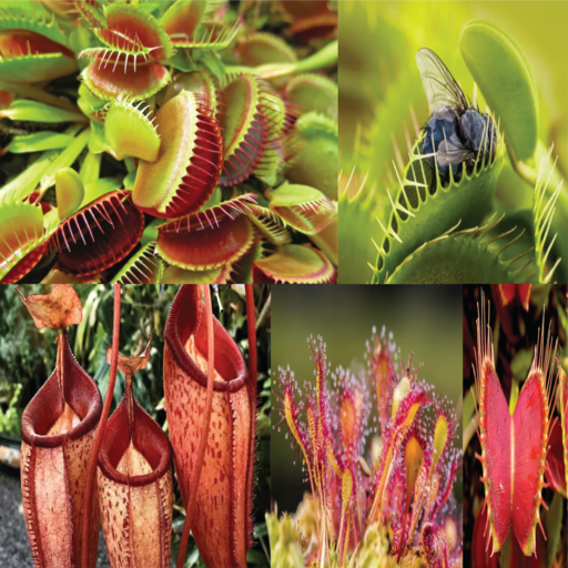 Carnivorous plants