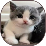 Cover Image of Tải xuống Cute Cat Gallery  APK