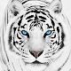 Papier Peint Tigre Blanc Télécharger sur Windows
