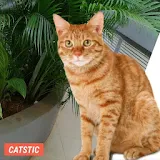 CATSTIC CAT STICKERS icon