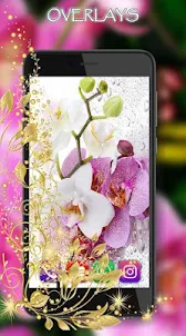 Orchids LWP