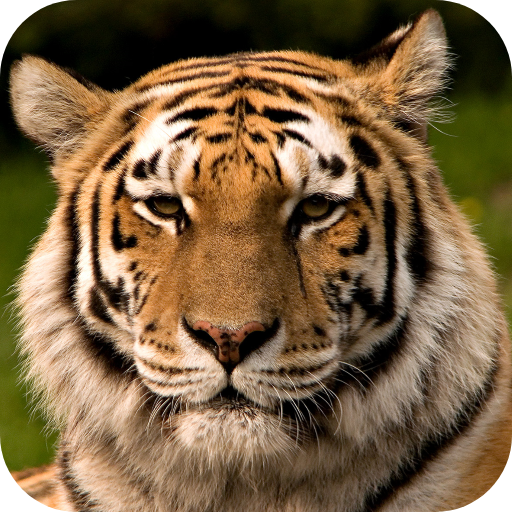 Wild Life Video Wallpaper logo
