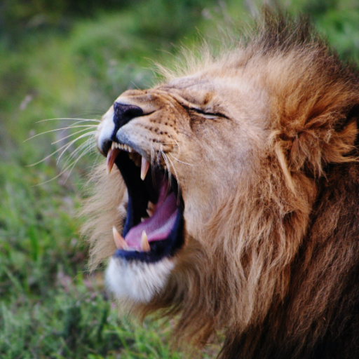 Lion Wallpaper logo