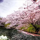 Live Wallpaper Sakura Tree icon