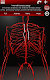 screenshot of Circulatory System 3D Anatomy
