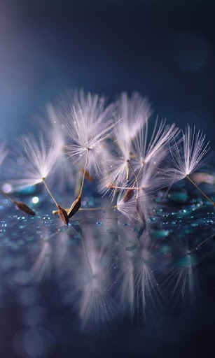 Macro Live Wallpaper  backgrounds hd