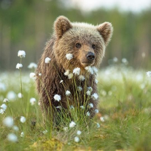 Forest Bear Wallpapers Offline