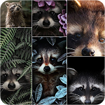 Raccoon Wallpapers