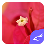 Red Flower CM Launcher Theme icon