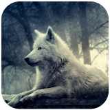 3D Wolf Wallpaper icon