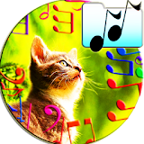 Sounds To Attract Cats Joke icon