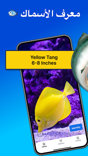 معاينة التطبيق