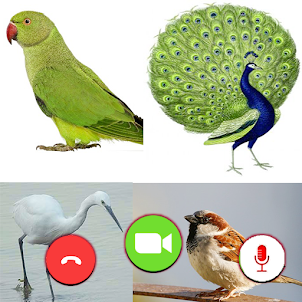 Birds Fake Video Call