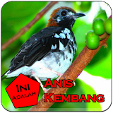 Kicau Anis Kembang Gacors icon