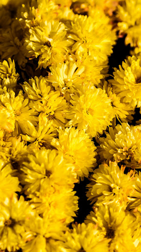 Android application Yellow Color Wallpapers screenshort