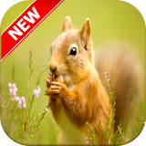 Squirrel Wallpapers icon