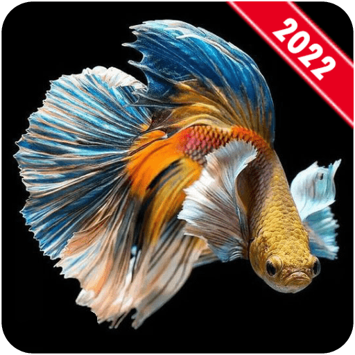 ベタの魚の壁紙 Google Play のアプリ
