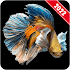 Betta Fish Wallpaper1.1.3