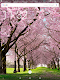 screenshot of Spring Cherry Blossom Live