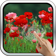 Red Poppies 3D Wallpaper