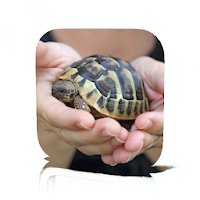 Pet Turtle Care