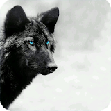 Black Wolf Wallpaper icon