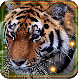 Tiger Predator 2016 icon