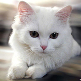 Beautiful Cats Wallpapers icon