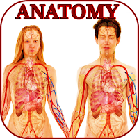 Human anatomy. The human body