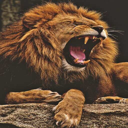Animal kingdom zoo Apps on Google Play