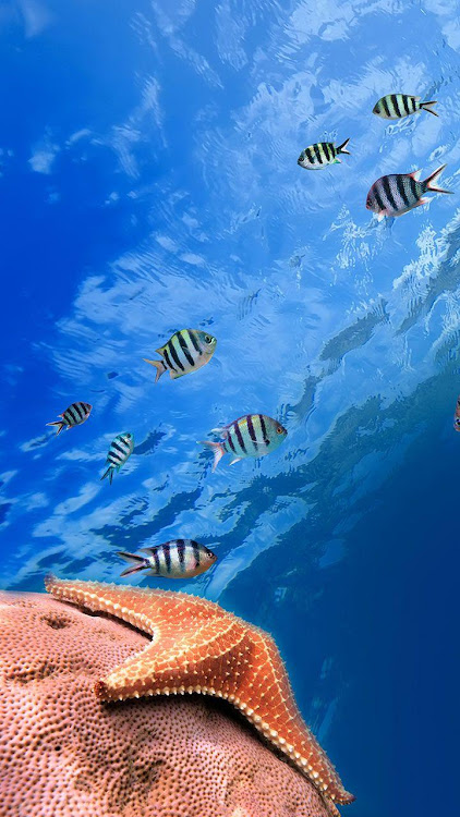 Ocean Fish Live Wallpaper - 8.0 - (Android)