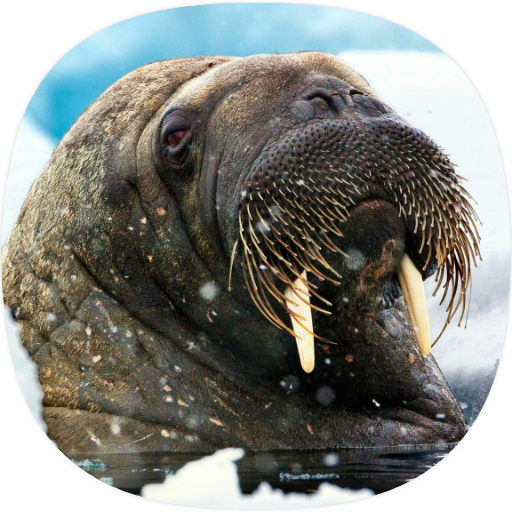 Walrus Sounds logo