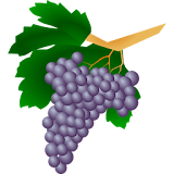 Grape varieties icon
