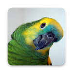 Cover Image of ダウンロード Amazon Parrot Wallpaper HD 1.0 APK