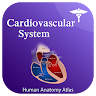 Cardiovascular Anatomy Atlas