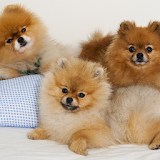 Pomeranian Spitz Dogs Jigsaw icon
