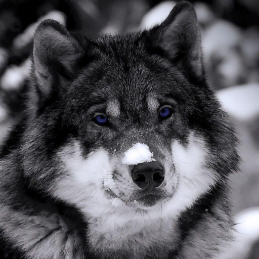 Wolf Wallpapers logo
