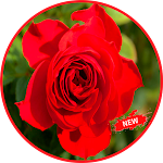Cover Image of Download Romantic Flowers And Roses 🌹  APK